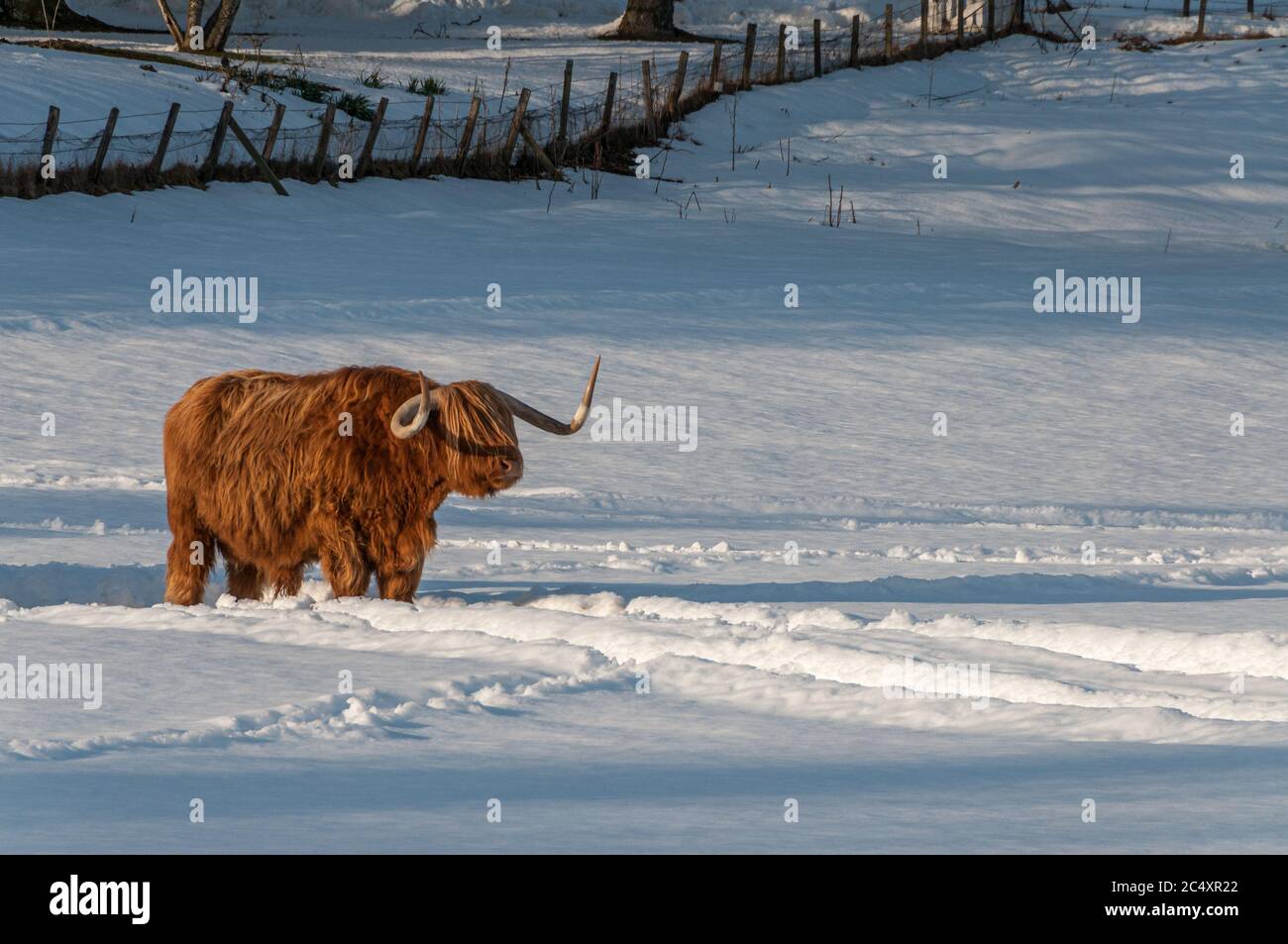 A highland cow standing in the middle of a snow covered field in the Highlands of Scotland during a winter sunset Stock Photo