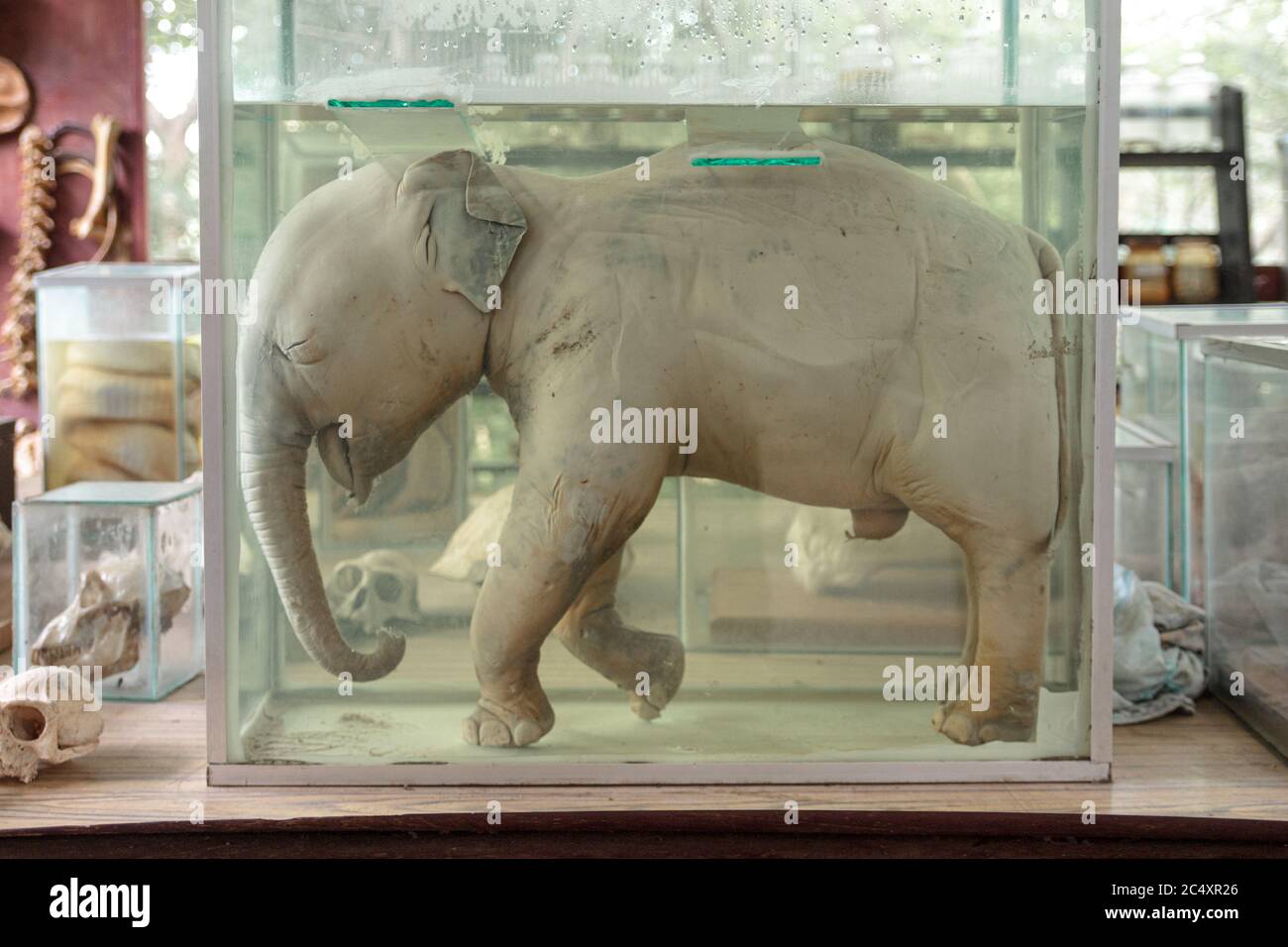 Baby elephant fetus preserved in formalin - formaldehyde in a glass container used on research and study purpose. Stock Photo