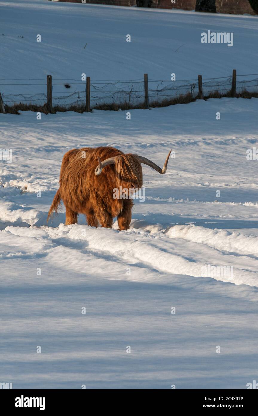 A highland cows standing in the middle of a snow covered field in the Highlands of Scotland during a winter sunset Stock Photo