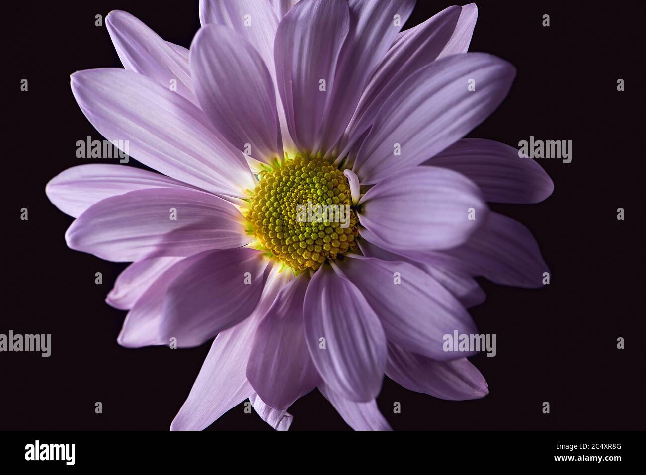 Fresh and vibrant pink daisy flower on a solid black background Stock Photo