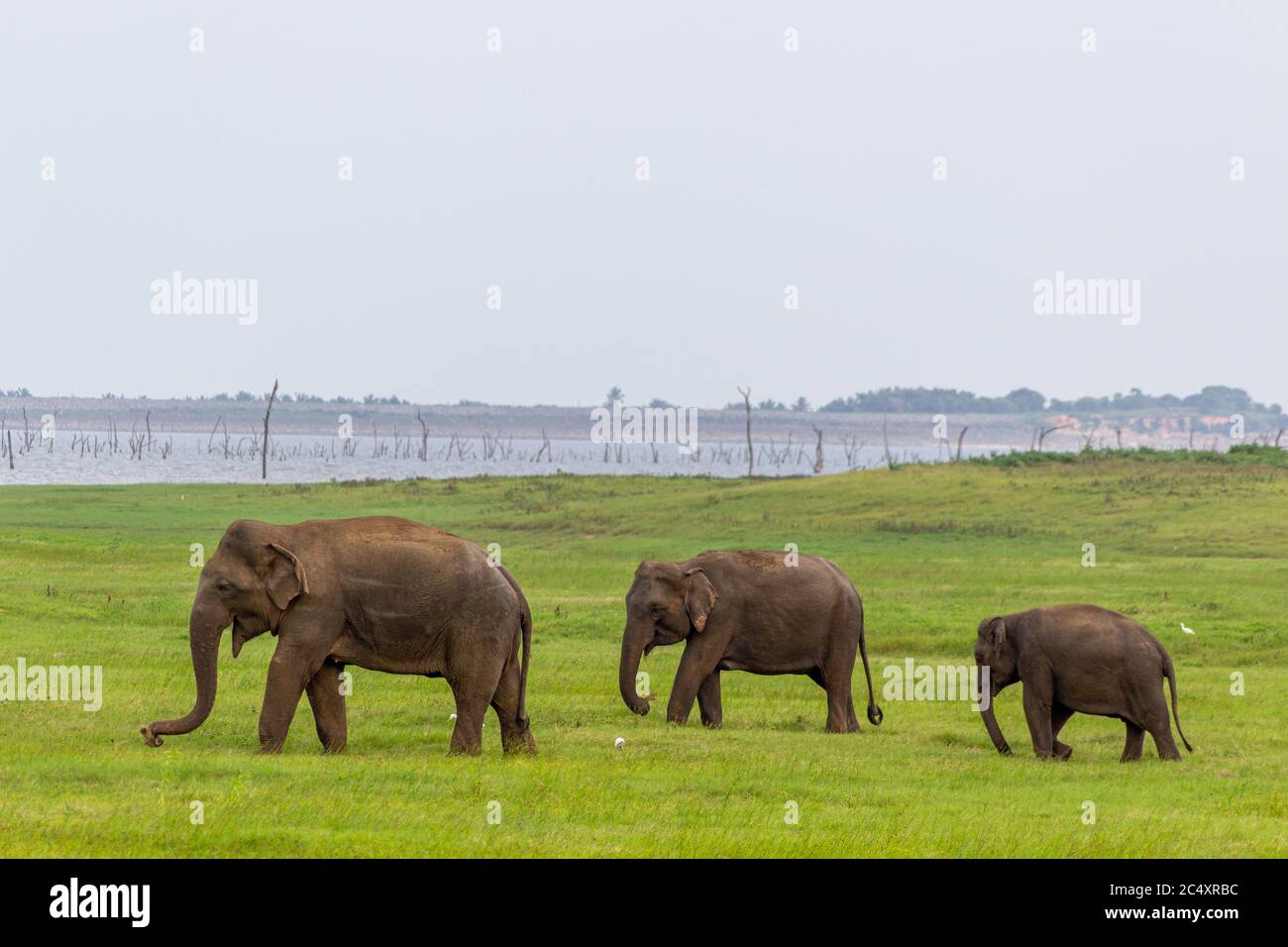 Two Baby elephants with mother and savanna birds on a green field relaxing. Concept of animal care, travel and wildlife observation. Stock Photo