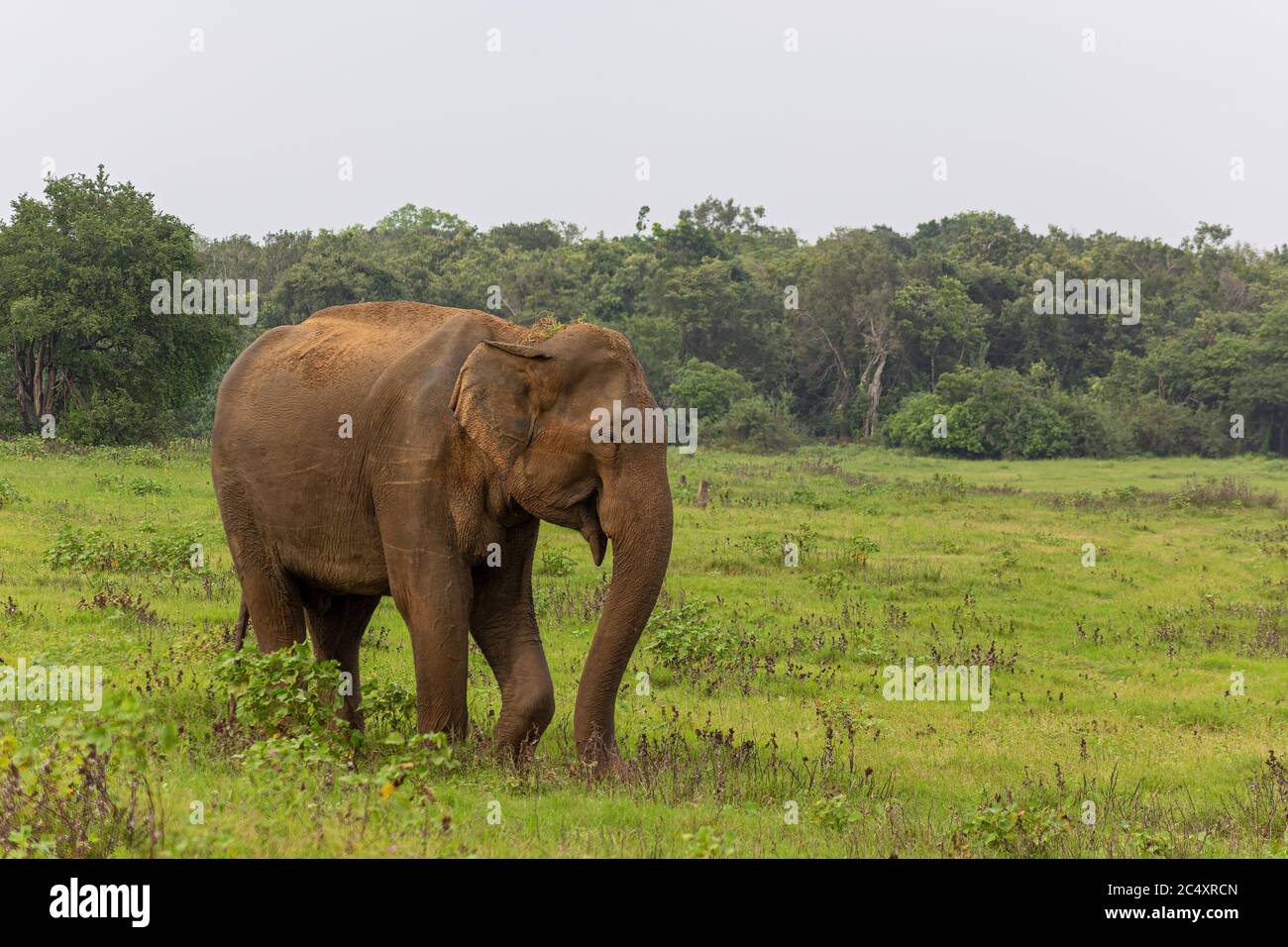 Elephant on a green field relaxing. Concept of animal care, travel and wildlife observation. Stock Photo