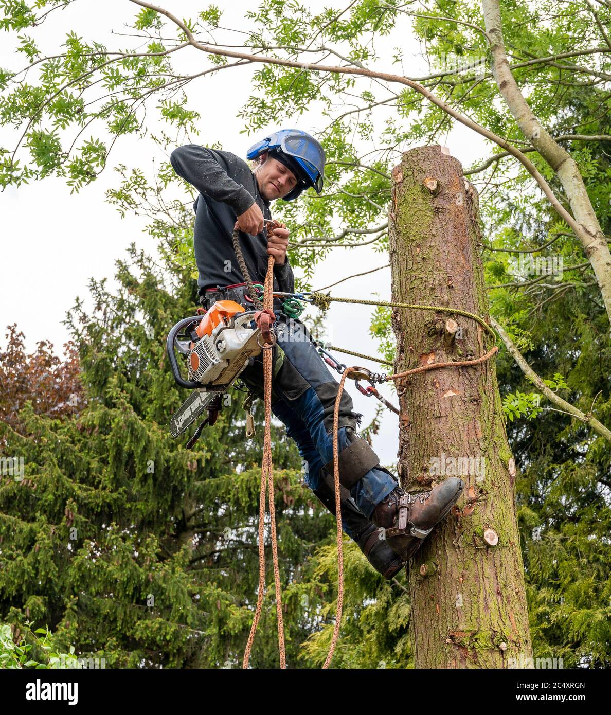 A Tree Surgeon or Arborist prepearing to cut down a tall tree stump with a chainsaw. Stock Photo