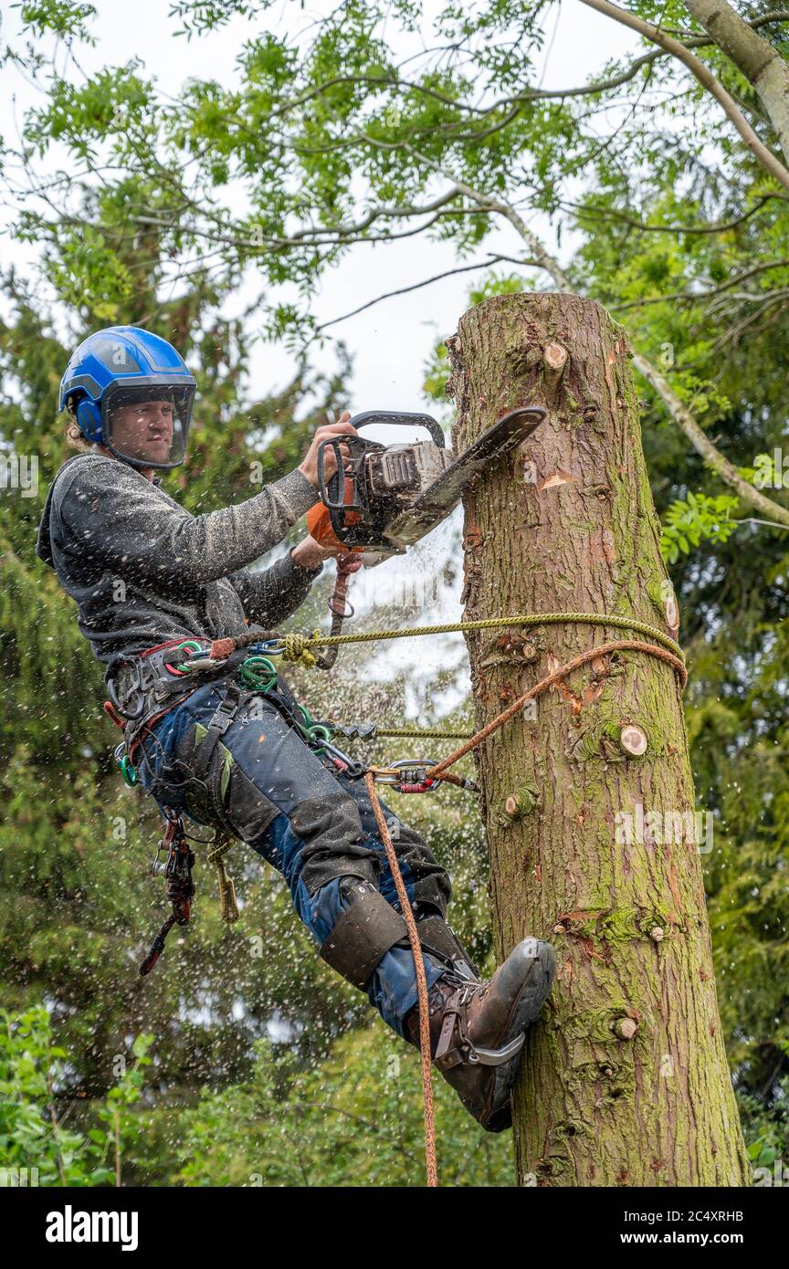 using a chainsaw to cut down a tall tree stump. Stock Photo