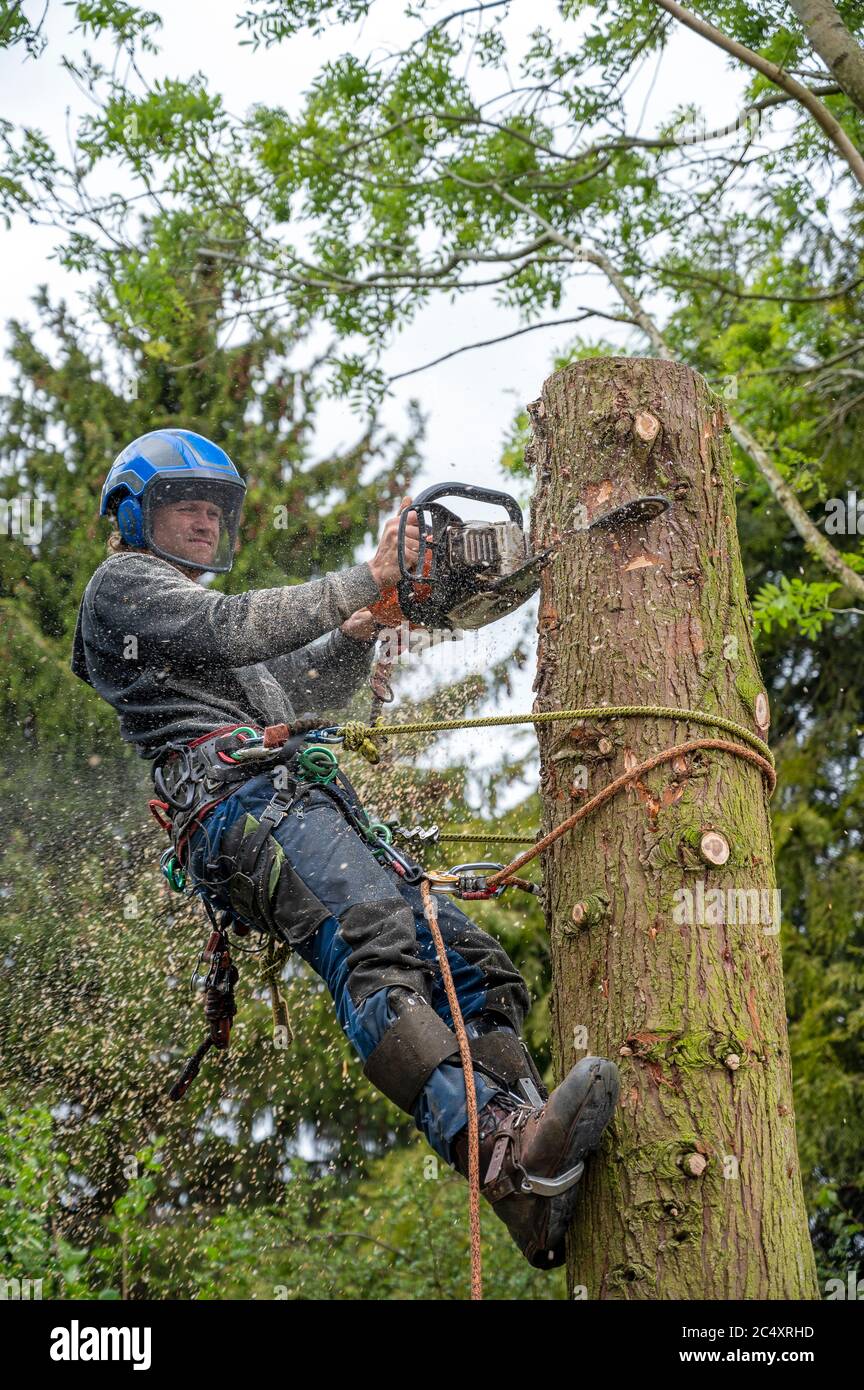 Using chainsaw cut down tree hi-res stock photography and images - Alamy
