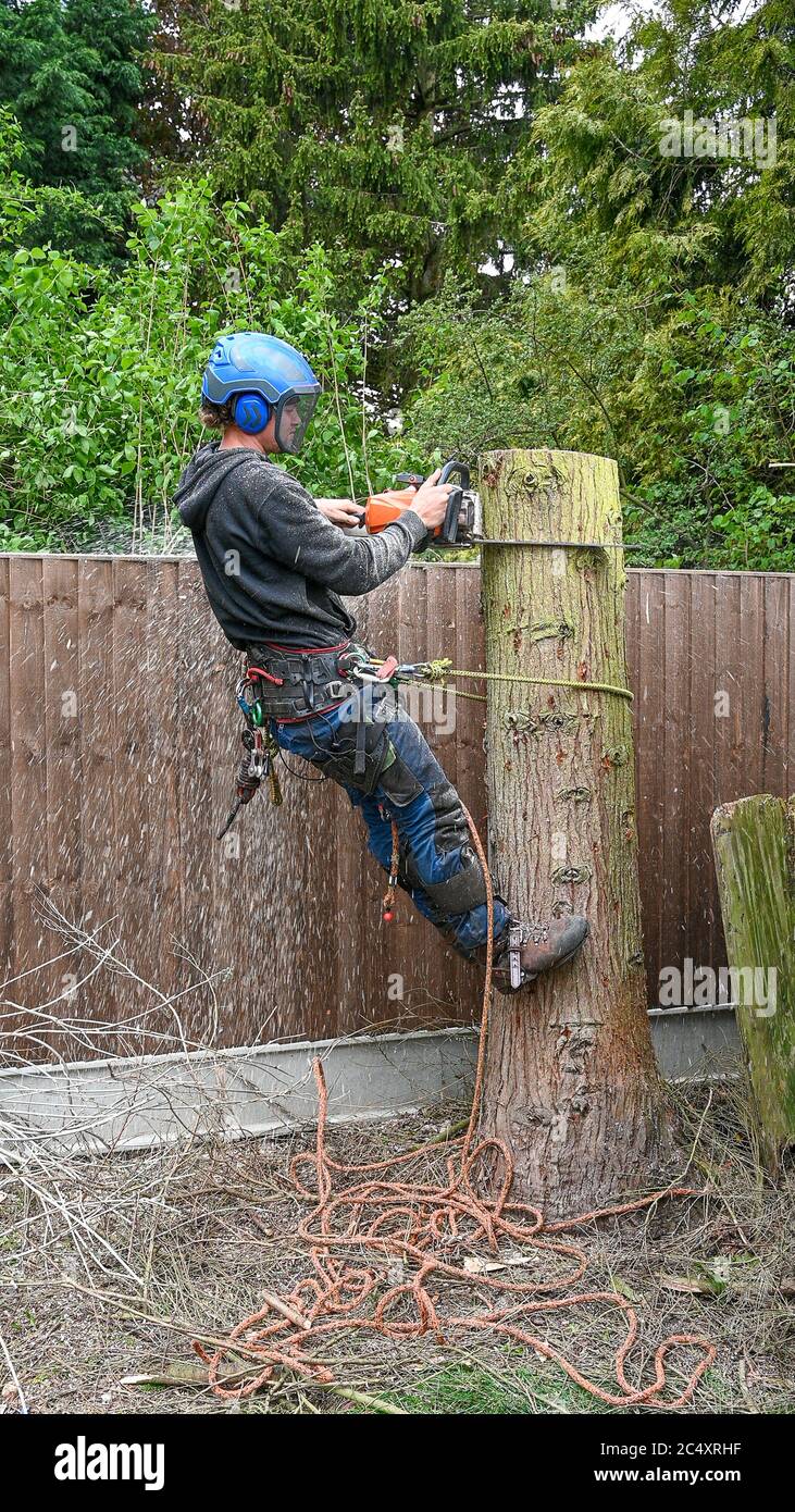 Tree surgeon arborist uses chainsaw hi-res stock photography and images ...