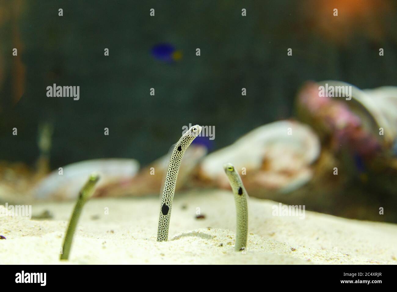 Spotted garden eel or Heteroconger hassi in aquarium in Dubai, UAE. They are showing their face from sand. Stock Photo