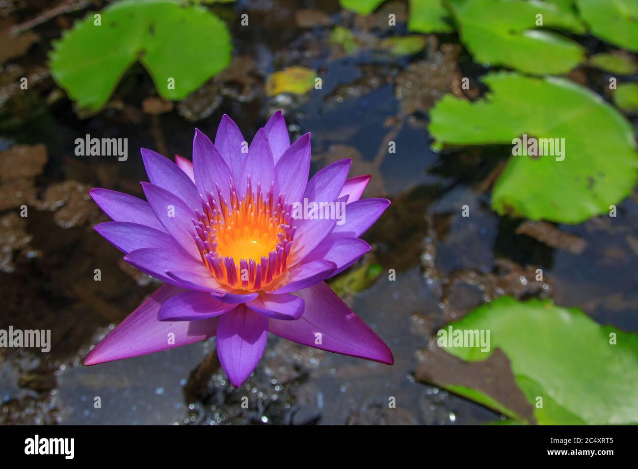 Violet lotus flowers in pond hi-res stock photography and images - Alamy