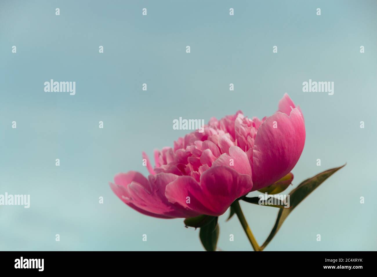 Pink peony in the garden. Blooming pink peony. Close-up of a beautiful ...
