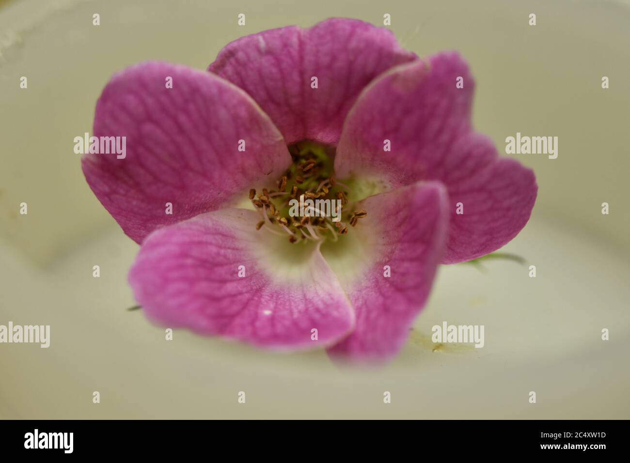 A closeup photograph of a miniature Pink Rose Stock Photo - Alamy