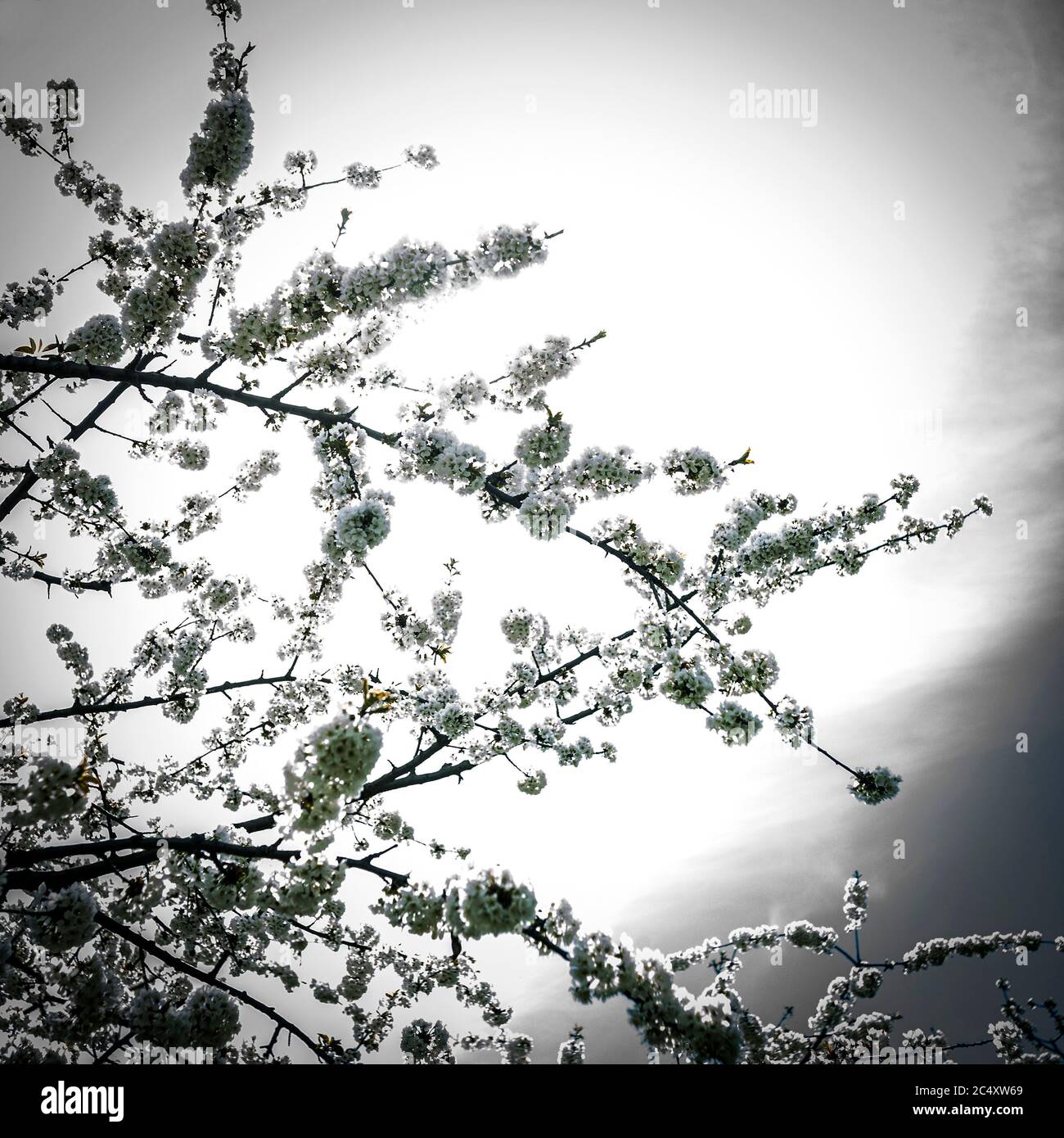 Apple tree in blossom hi-res stock photography and images - Alamy