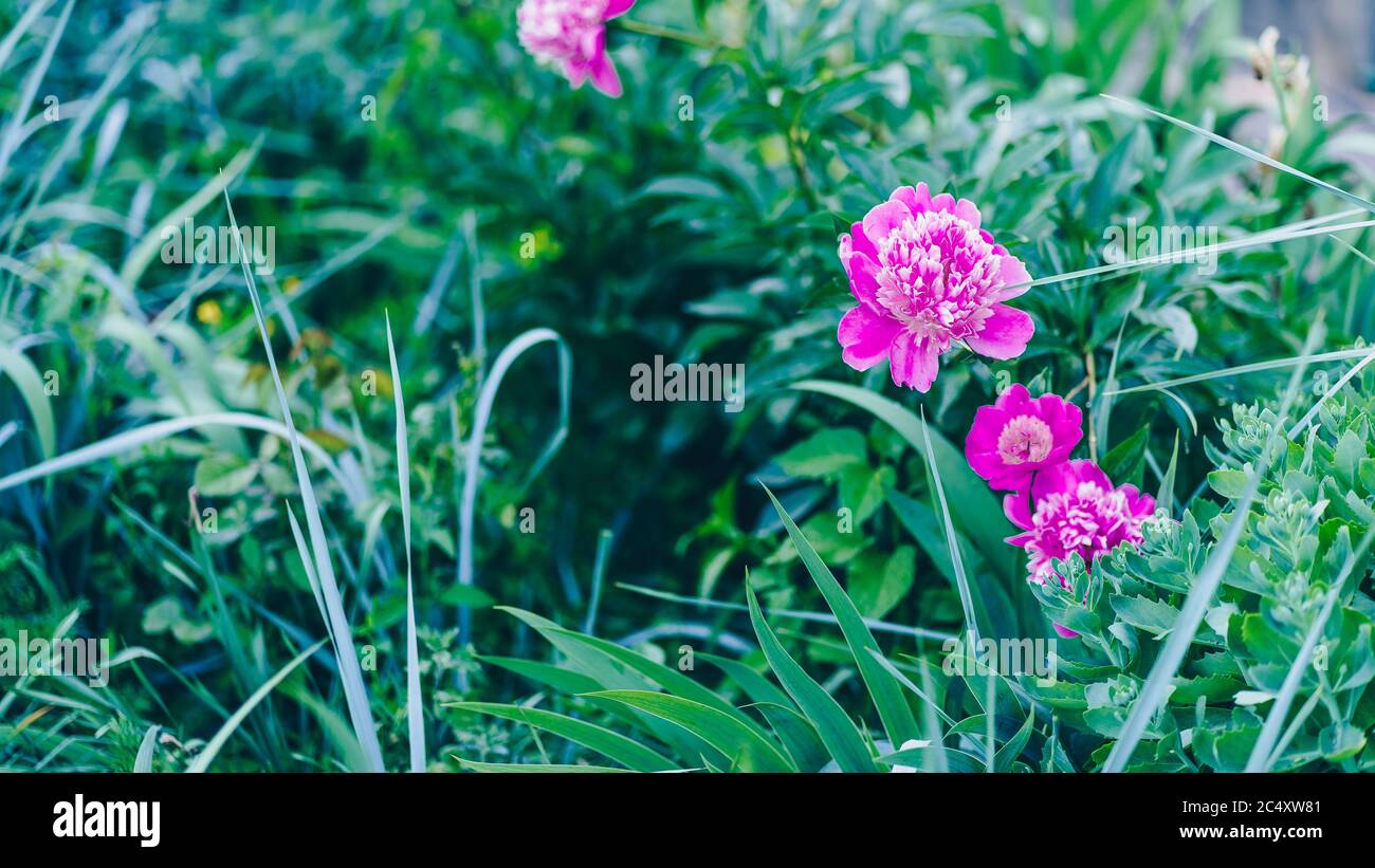 Close up of bush of peony. Beautiful pink flower with green leaves. Concept of nature background. Stock Photo