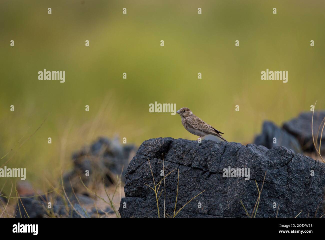 birds of saudi arabia Stock Photo - Alamy