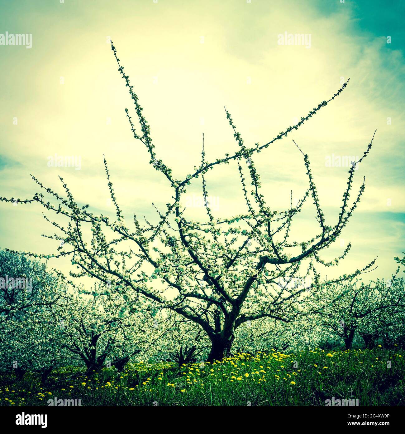 Orchard, Limagne plain, Puy de Dome, Auvergne-Rhone-Alpes,France Stock Photo
