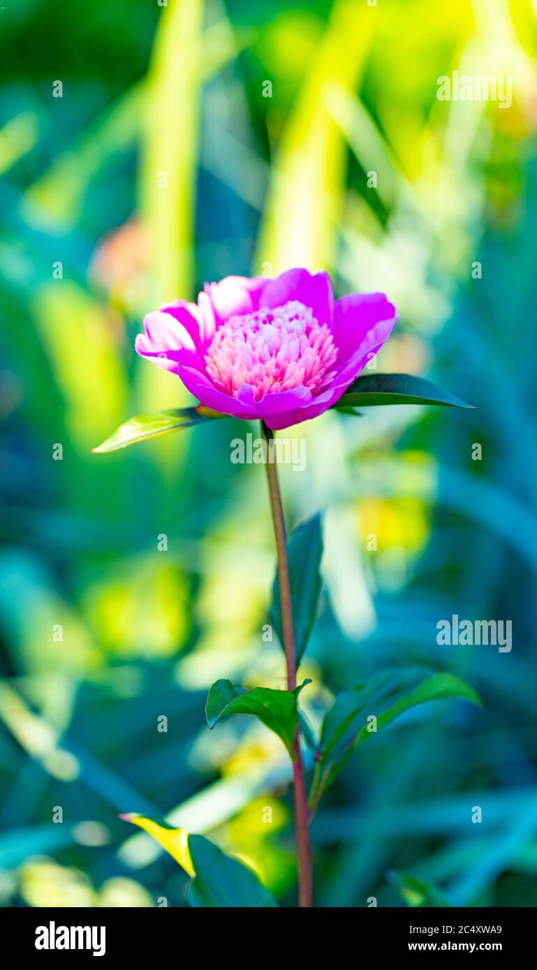 Close up of bush of peony. Beautiful pink flower with green leaves ...