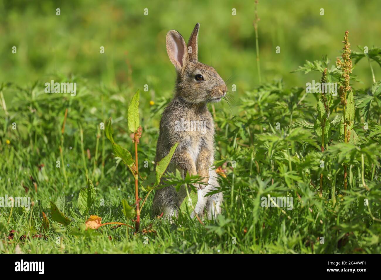 A cute Wild Rabbit (Oryctolagus cuniculus) sitting in a field in the british countryside. Stock Photo