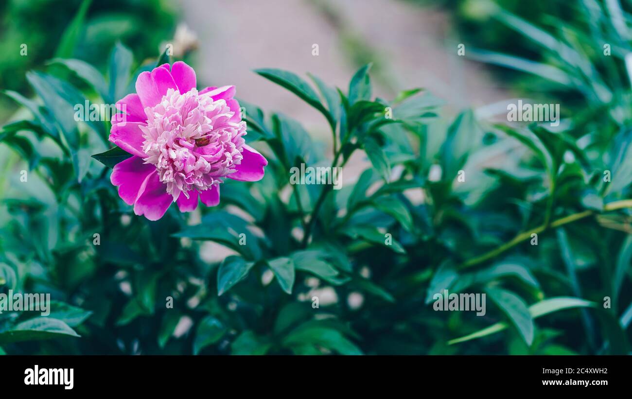 Close up of bush of peony. Beautiful pink flower with green leaves ...