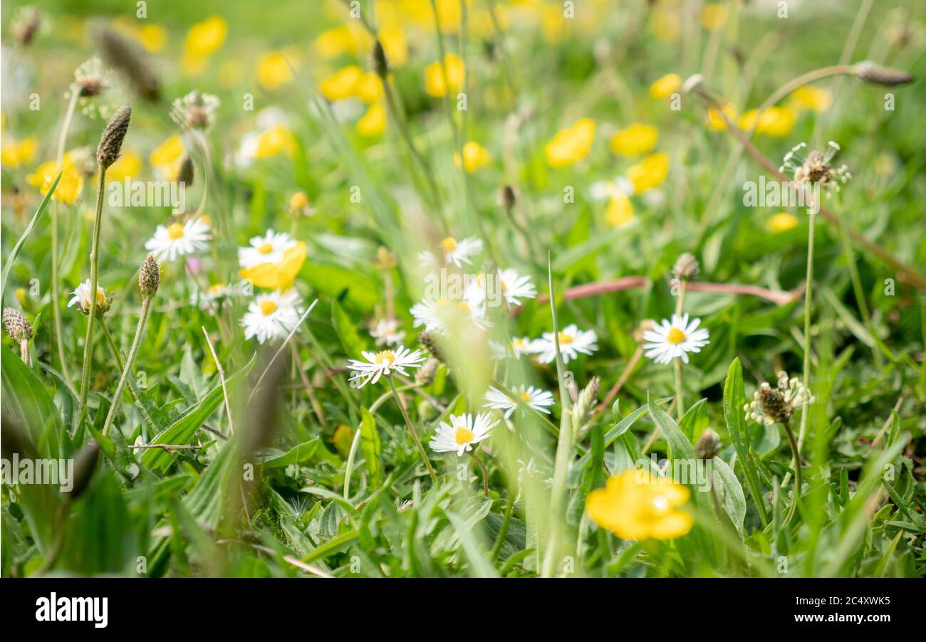 English wild flowers hi-res stock photography and images - Alamy