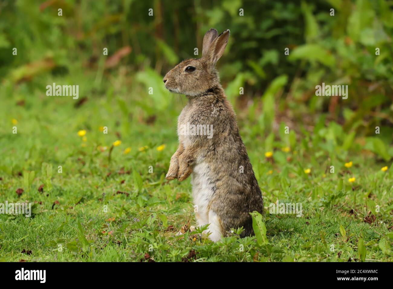 Wild Rabbits Uk A cute Wild Rabbit (Oryctolagus cuniculus) sitting in a field in the ...