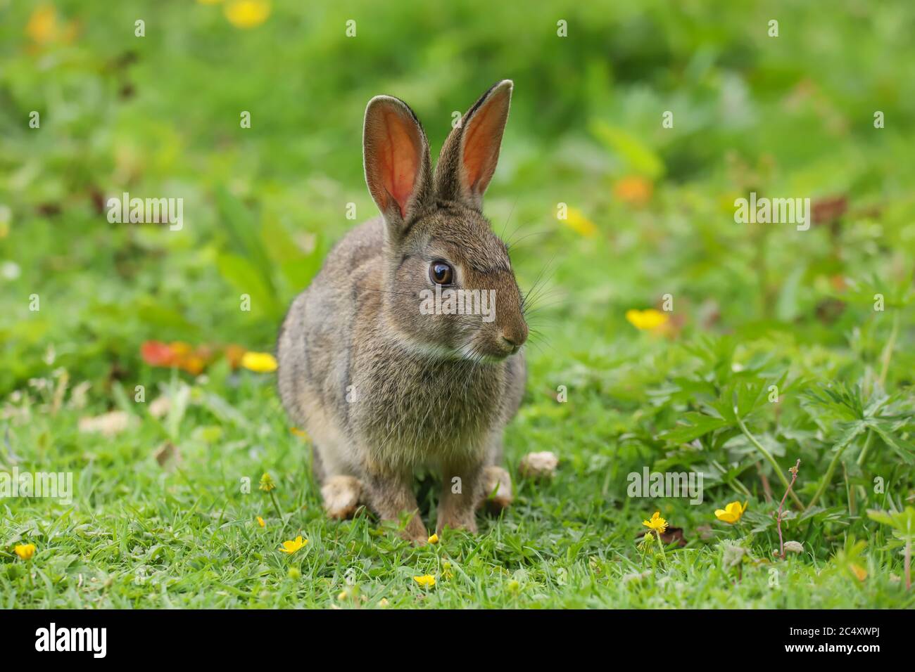 Cute wild hot sale rabbit