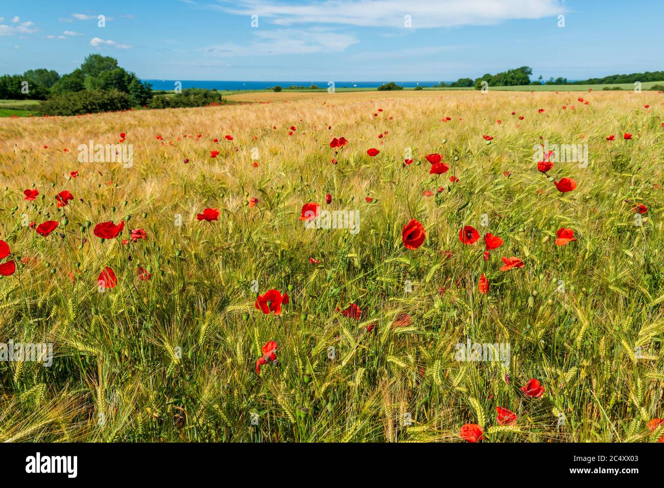 Getreidefeld in Schleswig-Holstein an der Eckernförder Bucht im Sommer mit vereinzelten Mohnblumen Stock Photo