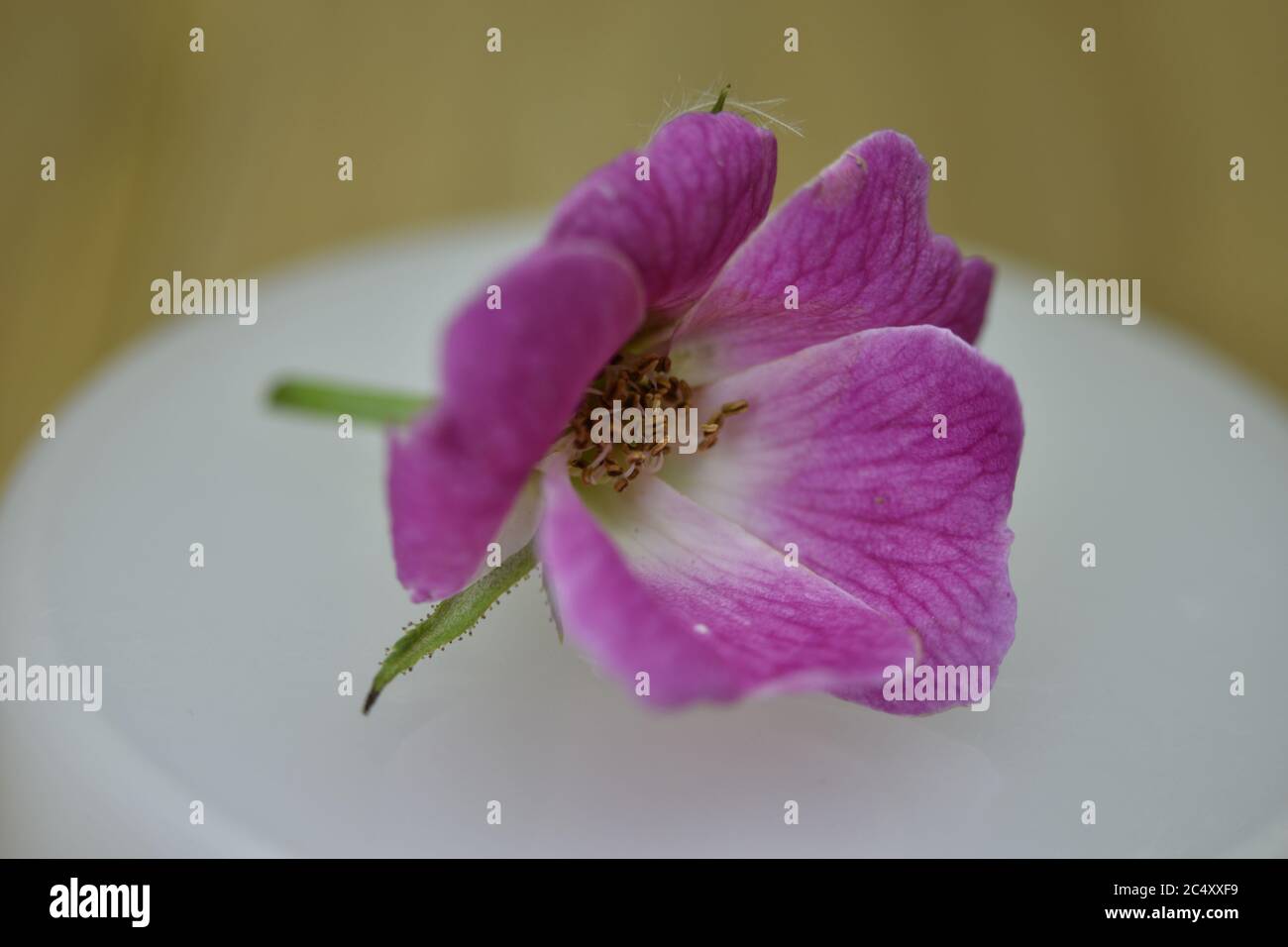 A closeup photograph of a miniature Pink Rose Stock Photo - Alamy