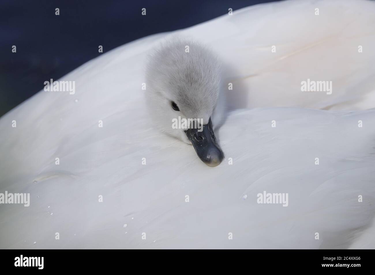 Cygnos Rabbit Cygnos olor uk hi-res stock photography and images - Alamy