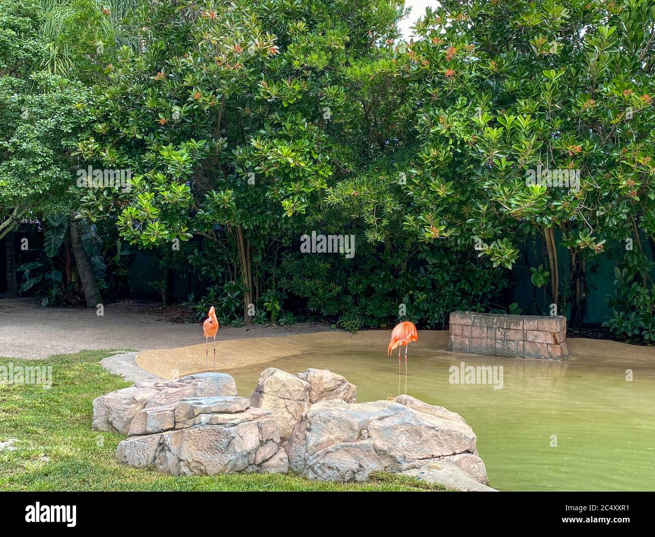 Pink and orange flamingos napping and walking around in a pen at a zoo. Stock Photo