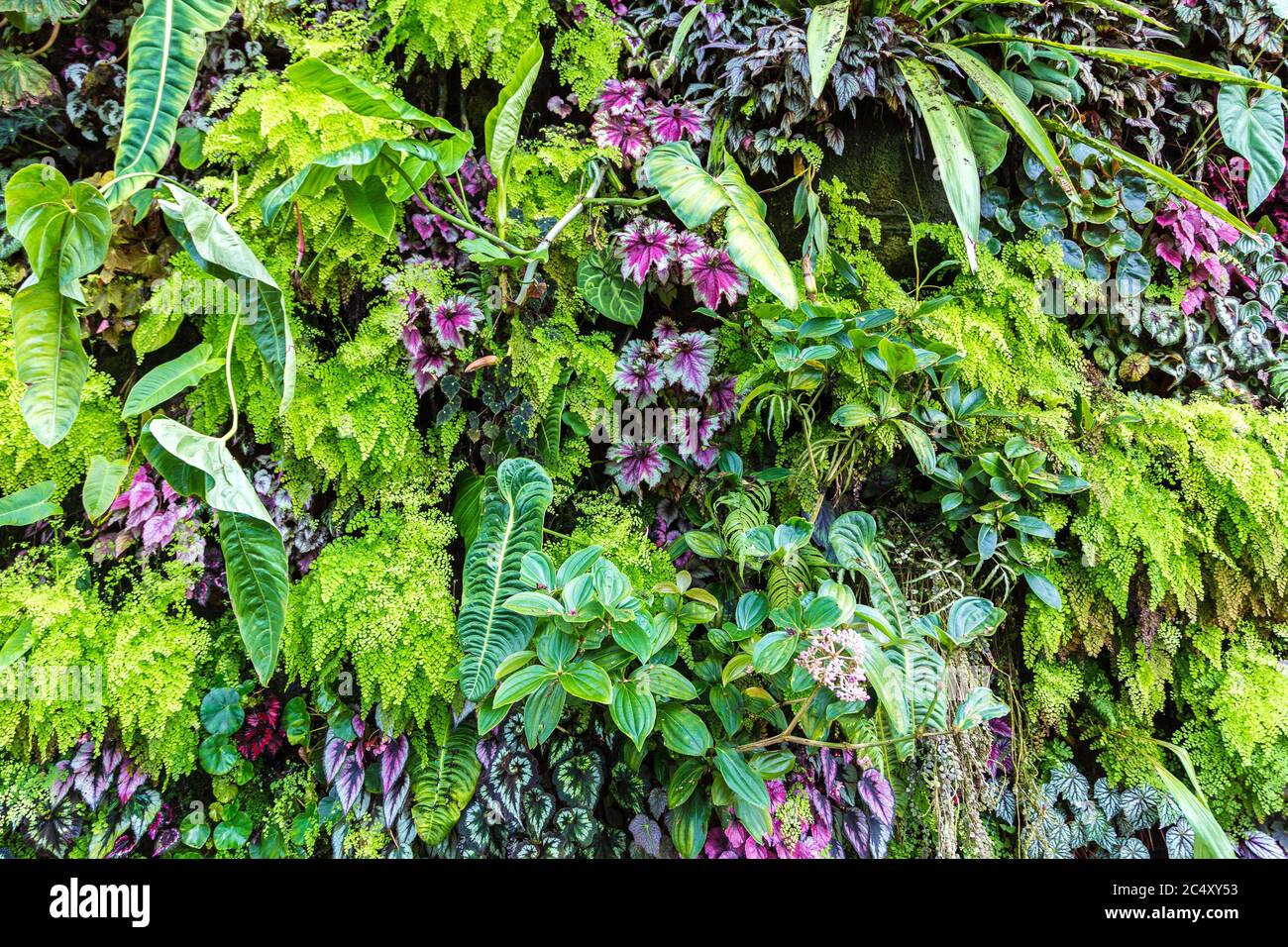 Vertical garden with tropical green leaf and flowers. Nature background ...