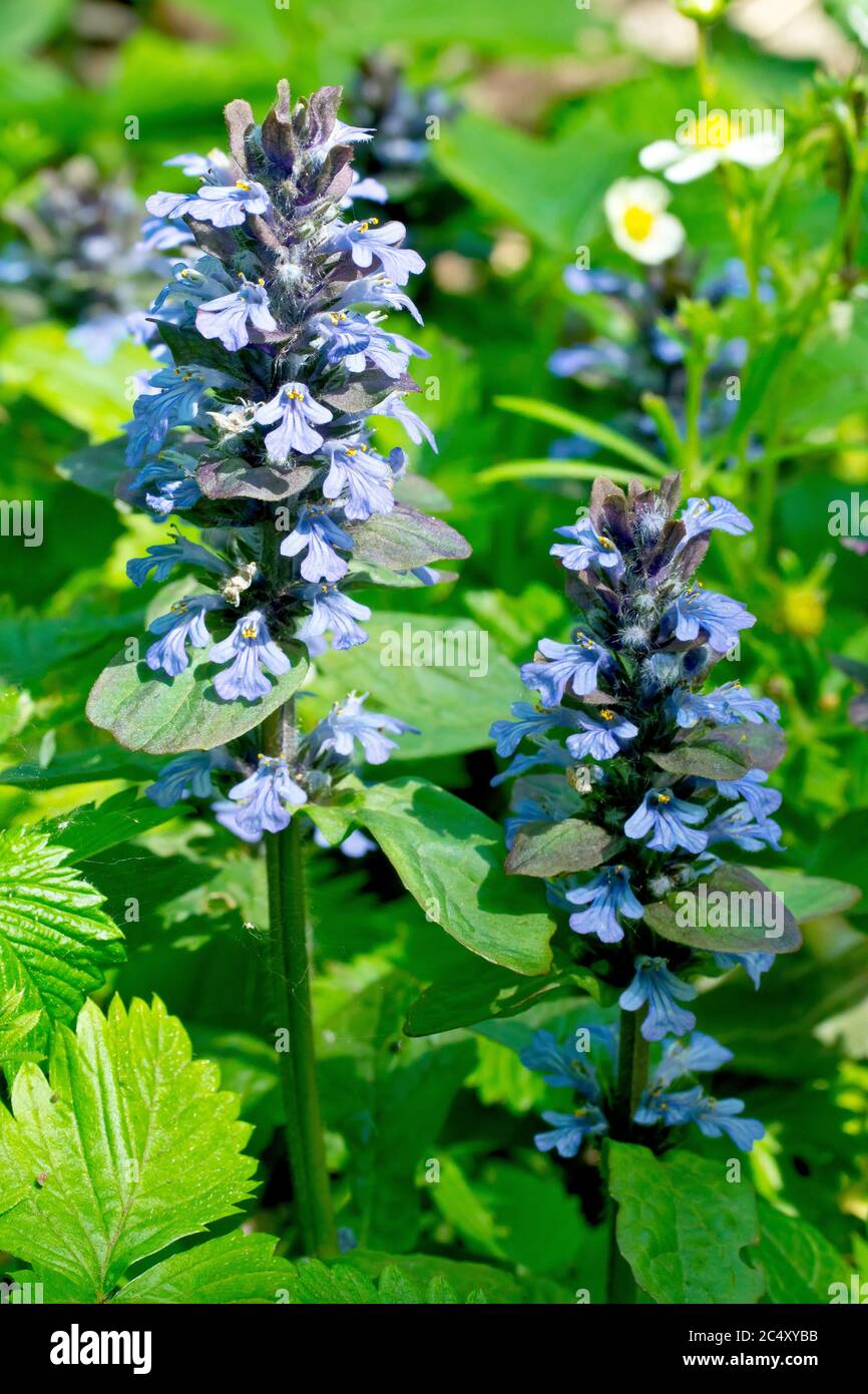 Bugle flowers hires stock photography and images Alamy