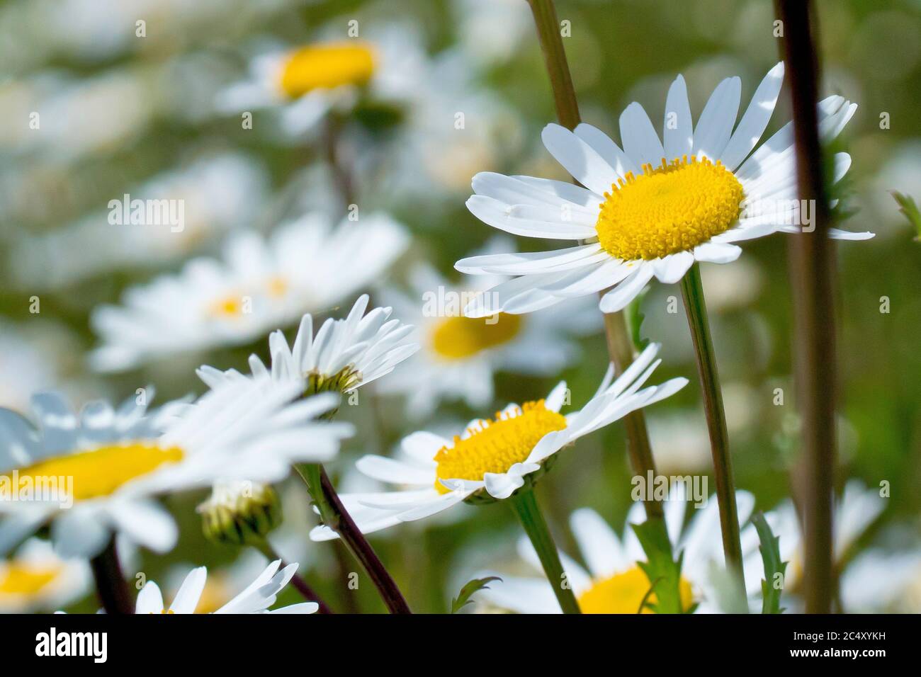 Ox-eye Daisy (leucanthemum vulgare or chrysanthemum leucanthemum), also Marguerite or Dog Daisy, close up of several flowers. Stock Photo