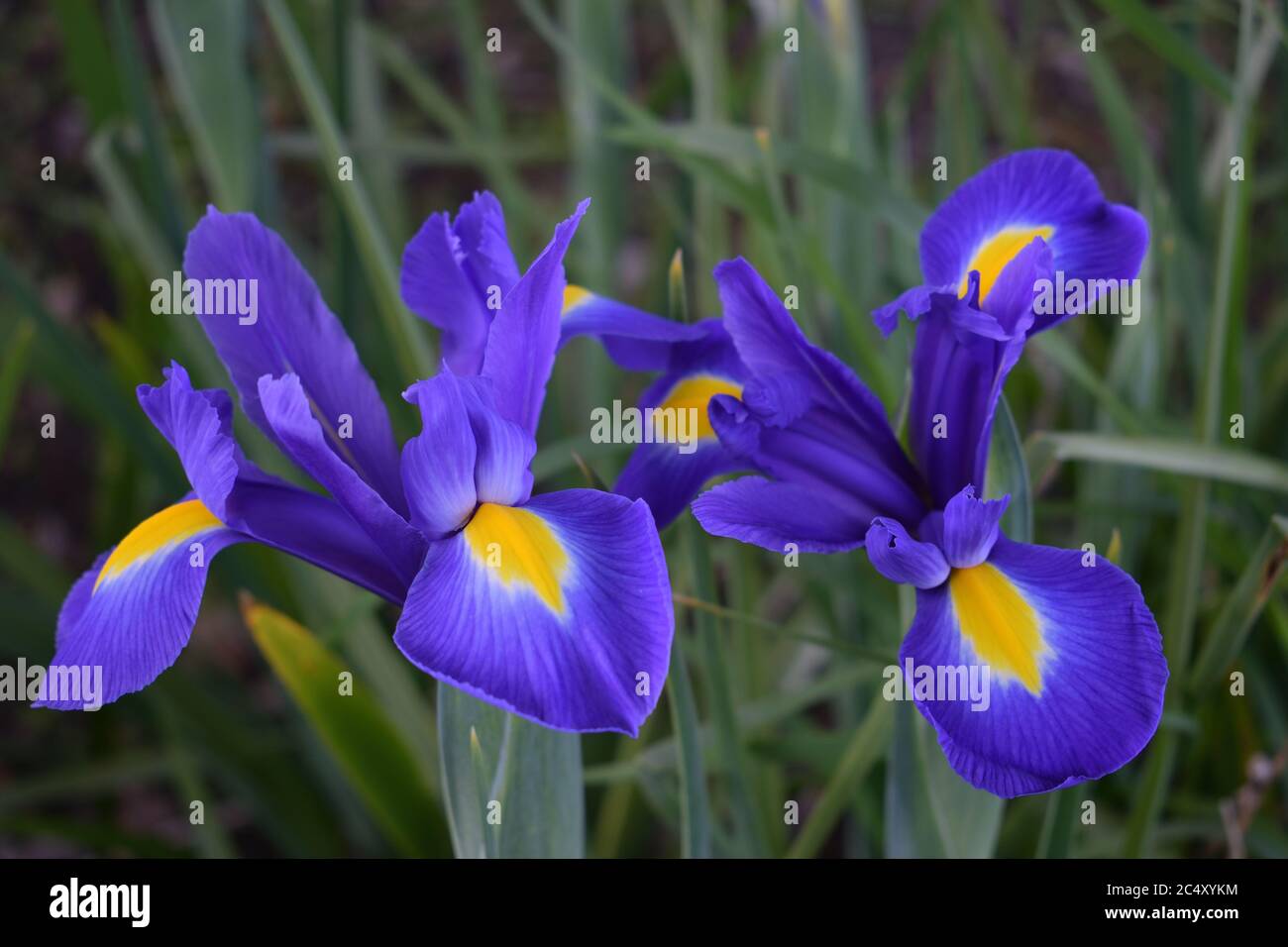 Iris. Close up of two flowers with blue and yellow grained petals. Stock Photo
