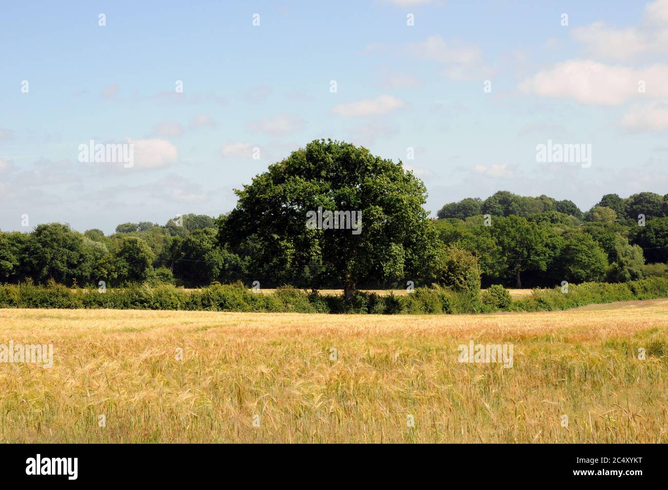 A field in the Wealden area of East Sussex near the village of Chiddingly. The scenery here is softer than the High Weald to the north. Stock Photo