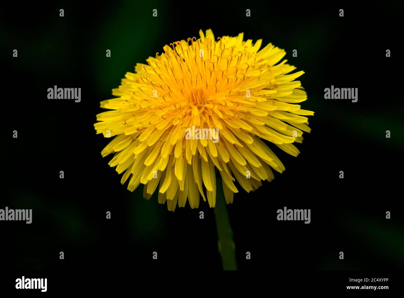 A wild yellow dandelion wildflower head on a dark background Stock Photo