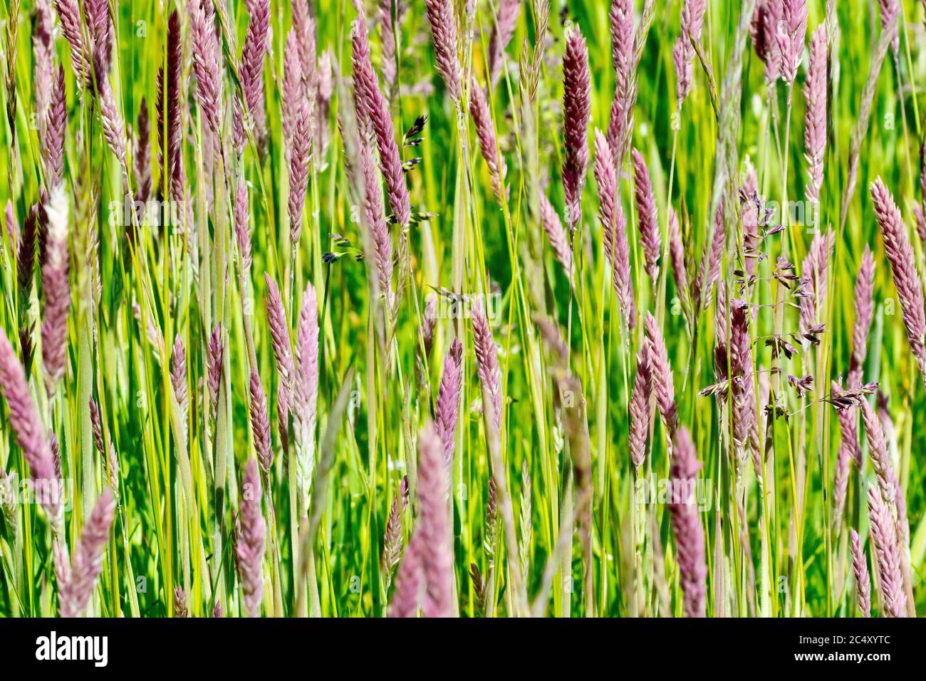 Yorkshire Fog (holcus lanatus), close up of large swathe of the distinctive grass. Stock Photo