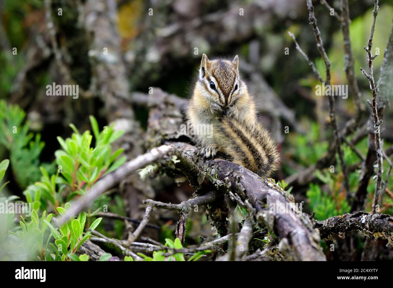 A tiny least chipmunk 'Eutamias minimus', eating seeds on bent tree root on the forest floor in rural Alberta Canada. Stock Photo