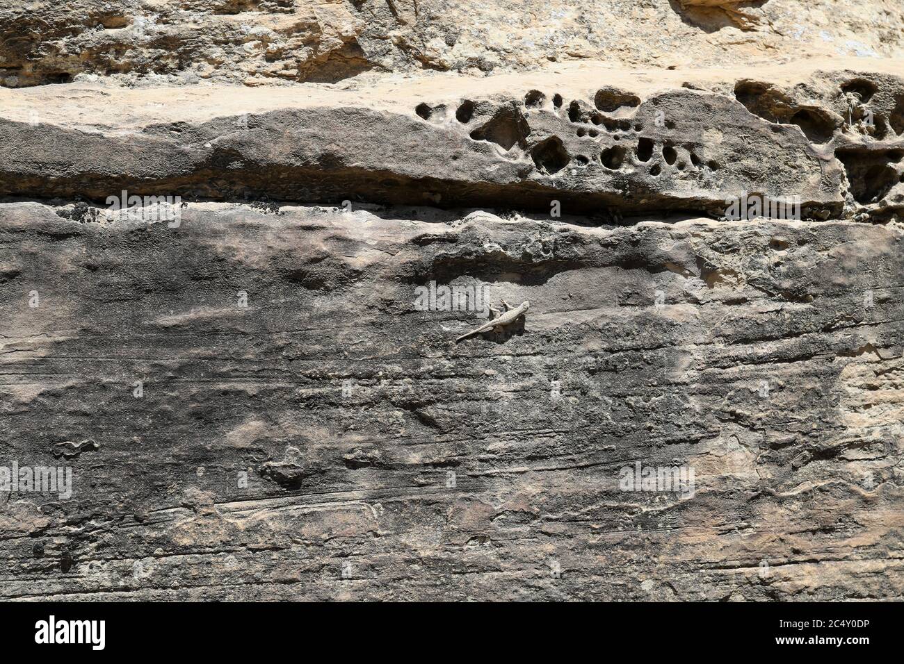 Lizard on rocky ledge. Dry hot desert landscape. Camouflaged against rough outdoor mountain rock. Stock Photo