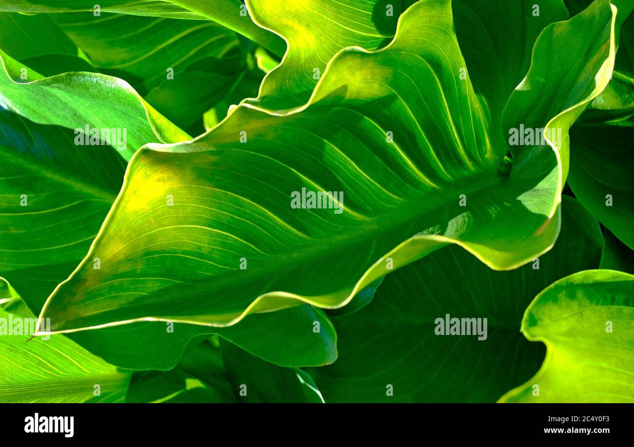 Green Arum Lily Leaves In English Garden Norfolk England Stock Photo Alamy