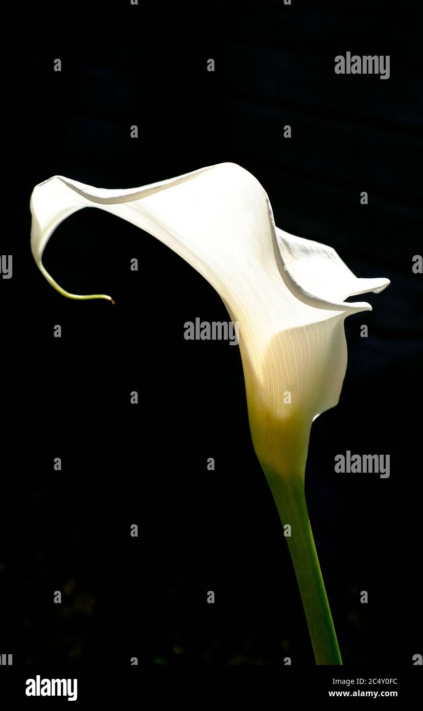 white arum lily on black background Stock Photo