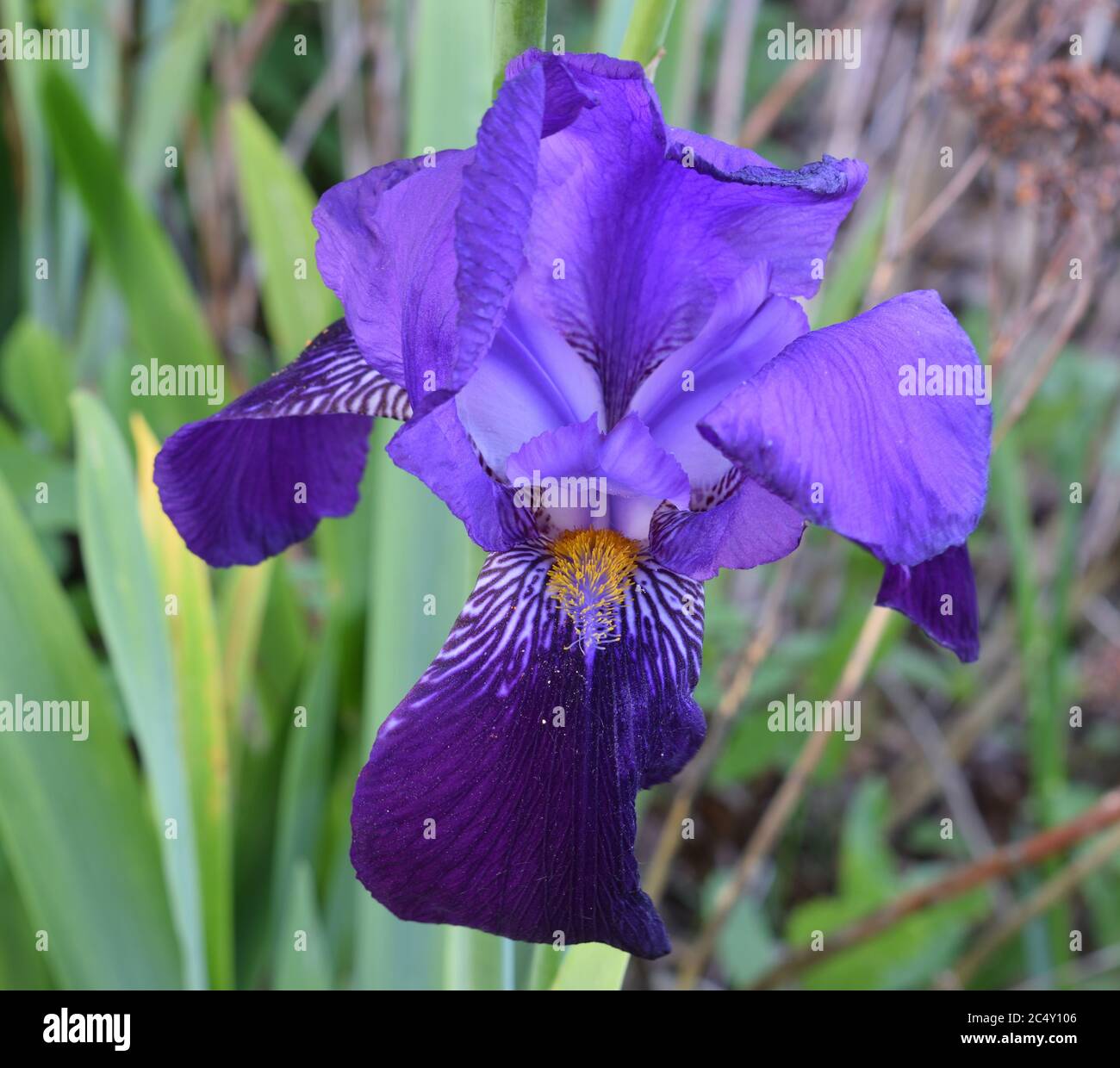 Old English Purple Iris. Close up of a large flower with yellow stamens and white stipes on blue petals. Stock Photo