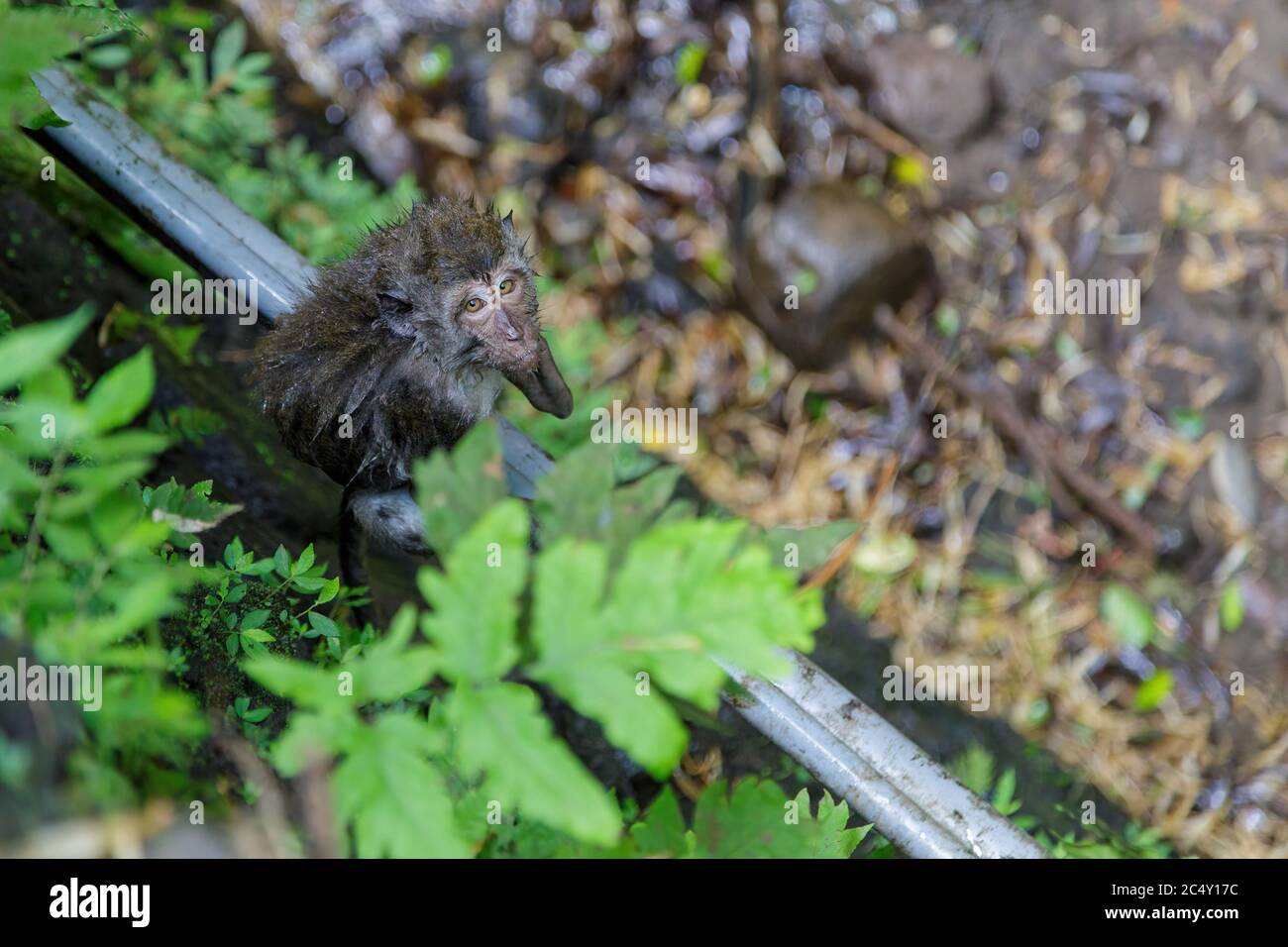 Wet monkey looking at the camera after taking a bath in a cold river. Concept of animal care, travel and wildlife observation. Stock Photo