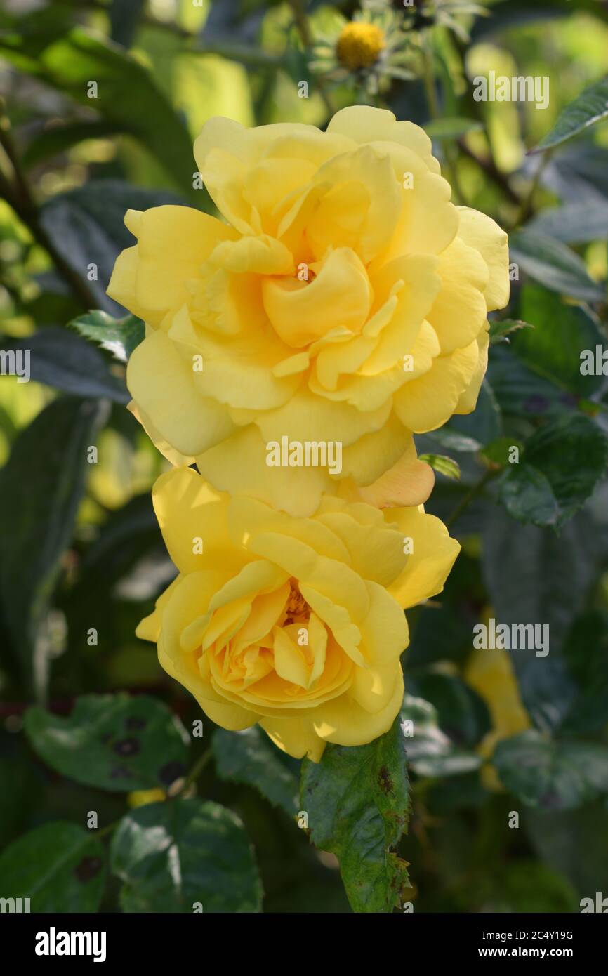 Two yellow Rose flowers in close up. Stock Photo