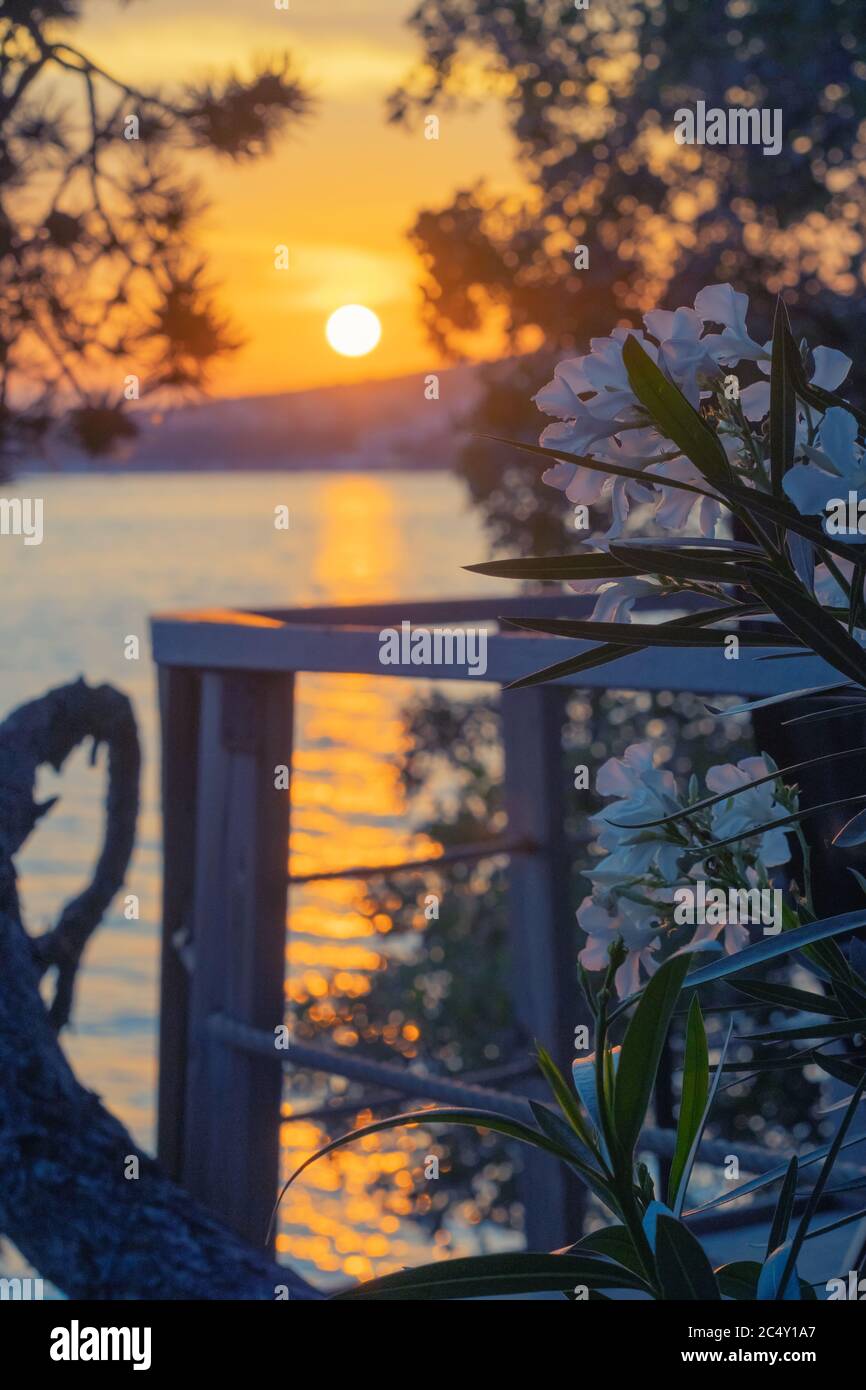 Romantic view of blossoming nerium oleander on terrace overlooking Adriatic sea in Croatia and beautiful sunset in background. Vacation, tourism, trav Stock Photo