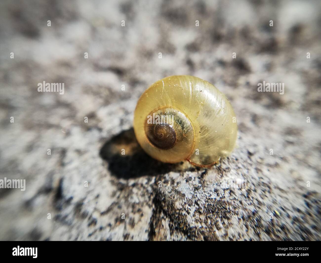 transparent shell on a rock. Macro photography Stock Photo