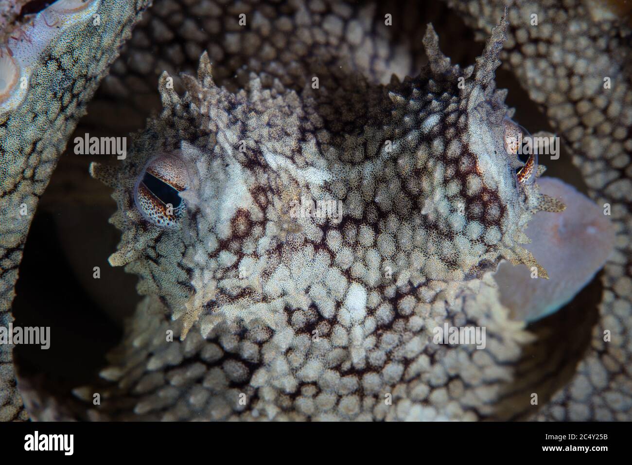 Detail of the eyes and siphon of a Coconut octopus, Amphioctopus marginatus, in Indonesia. This animal often uses empty coconut shells for dens. Stock Photo