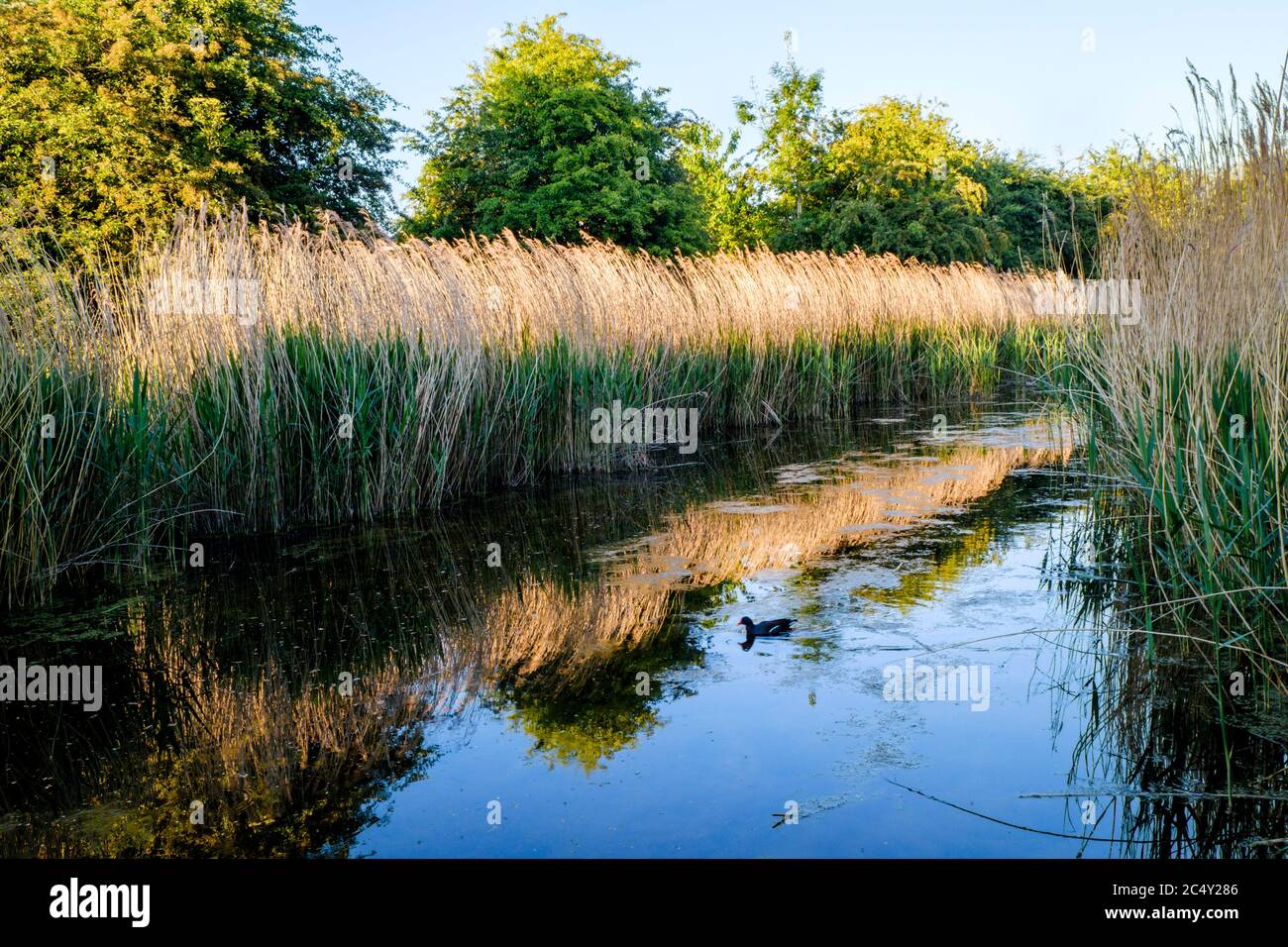 Evening sunlight on reeds and trees in late Spring on a disused section of the Grantham Canal, Gamston, West Bridgford, Nottinghamshire, England, UK Stock Photo