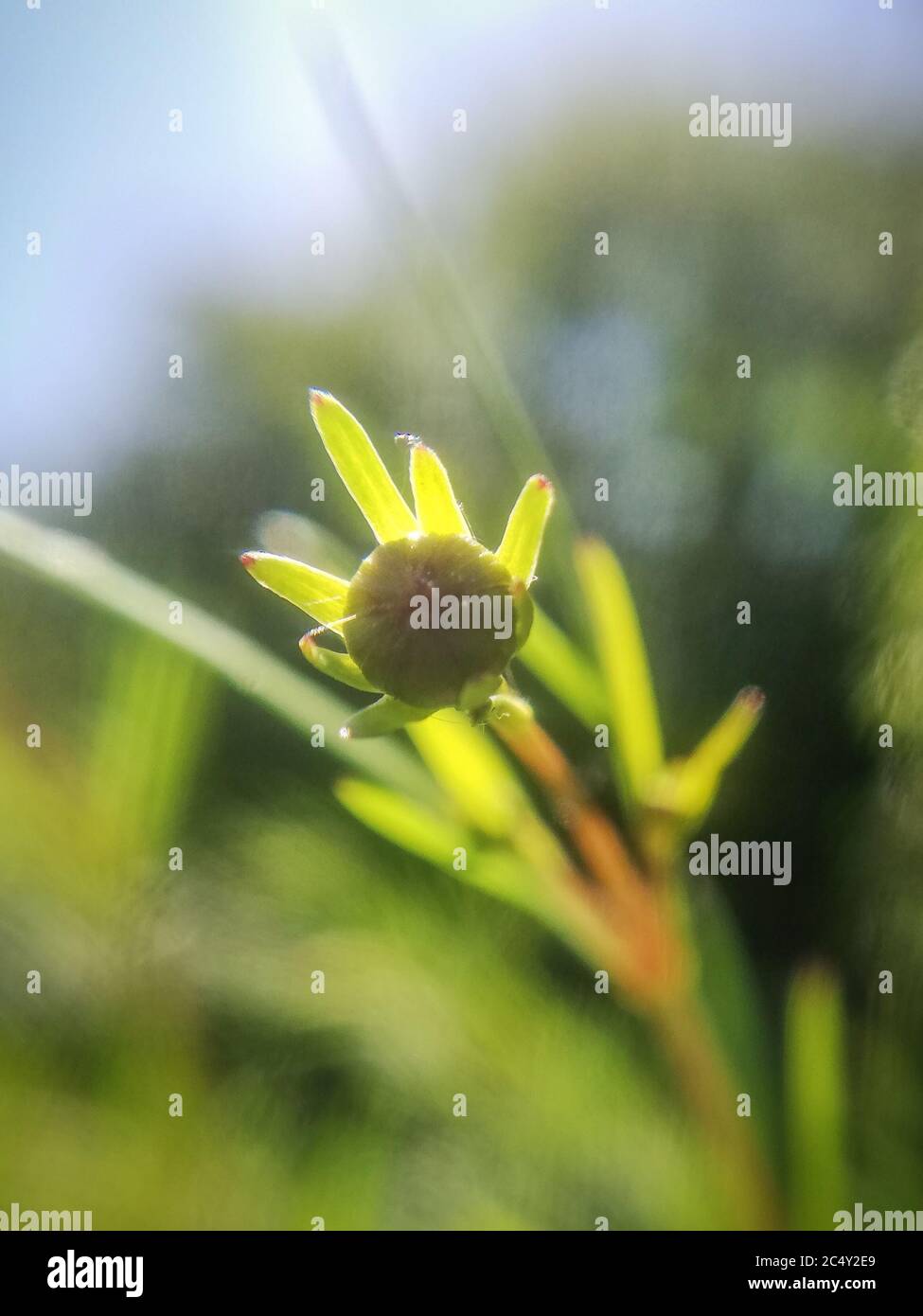 Macro photography of nature hi-res stock photography and images - Alamy