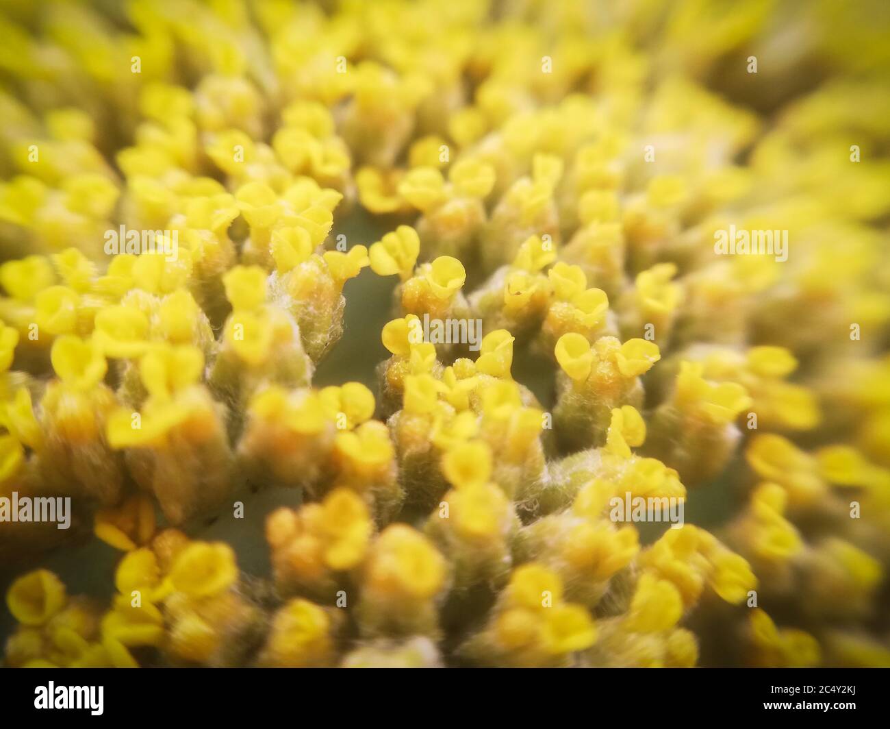 Achillea clypeolata “Schwellenburg”. lot of little yellow flowers in close-up. Macro photography Stock Photo