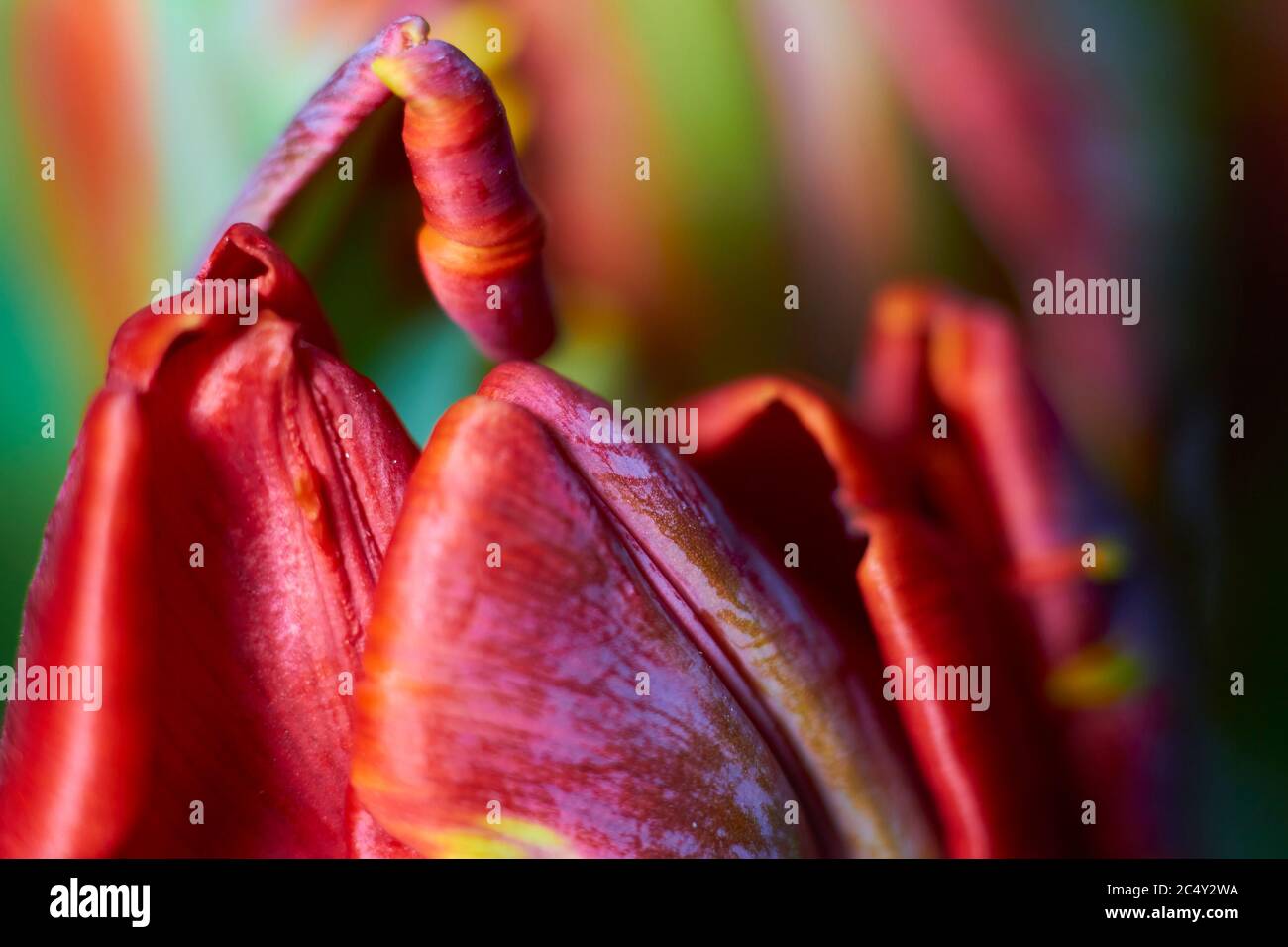 Macroshot of red tulip buds as natural and holidays background extreme closeup. Beautiful tulips flower for postcard beauty and design. Stock Photo