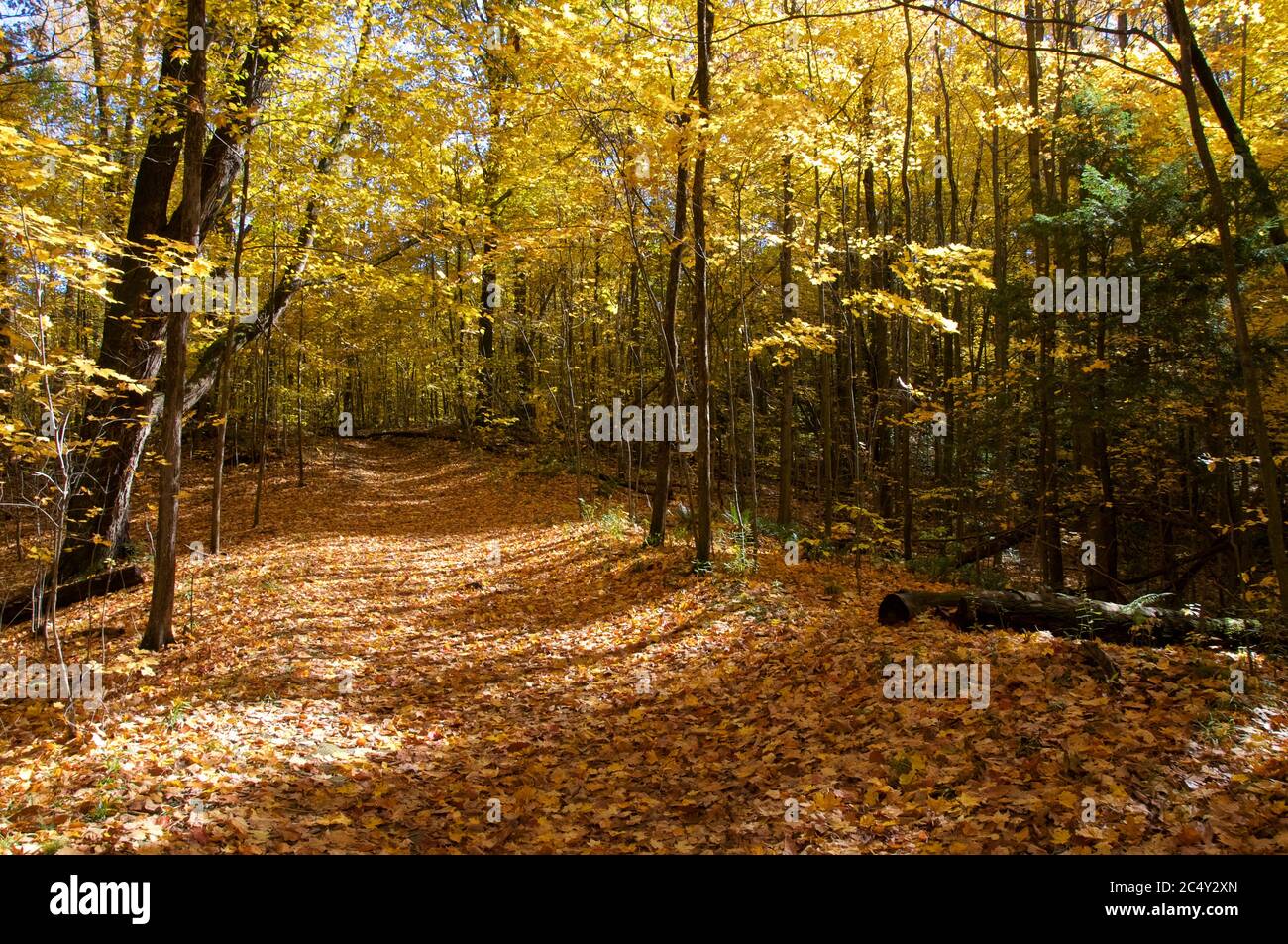 Footpath covered with maple leaves in the valley Stock Photo - Alamy